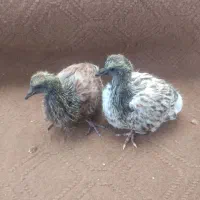 کبوتربا دوعدد جوجه