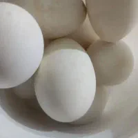 تخم غازمحلی نطفه دار