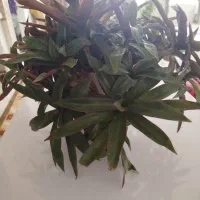 گل طبیعی بسیار پرپشت