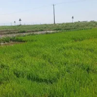 بذر نشا شالی