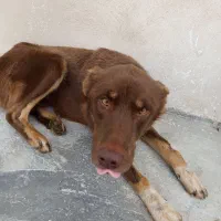 واگذاری رایگان سگ