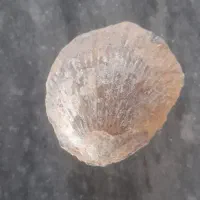 فسیل صدف دوطرفه ی بزرگ