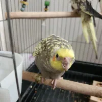 عروس هلندی ماده