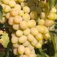 انگور برای شیره و درجه یک