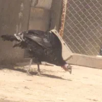 سه غاز محلی و 1 بوقلمون فوری