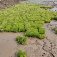 نشا سینی علی کاظمی