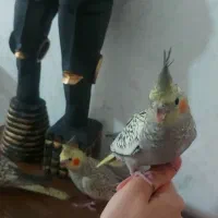 جوجه عروس هلندی