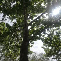 375 متر ویلایی درکه / سند شخصی