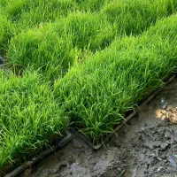 فروش نشا (نهال یا تیم)برنج