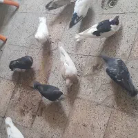 کفتر پرشی
