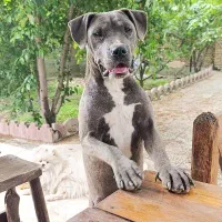 سگ پیتبول آمریکن ماده ۸ماهه بلو
