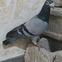 کبوتر عراقی