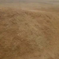 کاه عدس خالص
