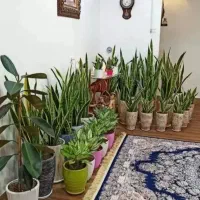 خدمات باغبانی در همه نقاط تهران پذیرفته میشود