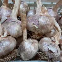 سیر خشک شده امسال