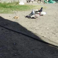 کبوتر