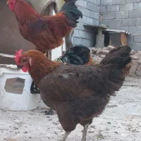مرغ تخم گذار از ۶۰۰ تا ۸۰۰ خروس ۱۳۰۰ و ۲ تومن