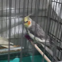 عروس هلندی جفت