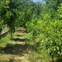 باغ در سراب سنقر