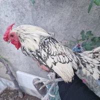 خروس سیبرایت مینیاتوری سیلور پولک منظم چهل تاج