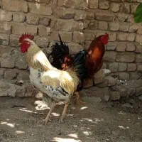 خروس|حیوانات مزرعه|اشترینان, |دیوار