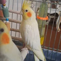 یک جفت عروس هلندی استثنایی سخنگو فیلم