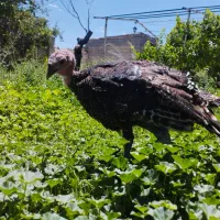 بوقلمون ۹۵ روزه اصل روستایی