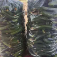 خیار سبز محلی