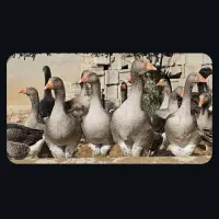 جوچکه 25روزه
