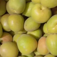 زردآلو محلی