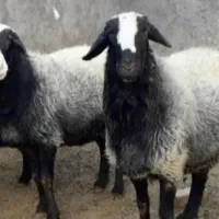 همه وزن گوسفند‌نذری عقیقه با هر توان مالی