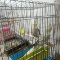 تعدادی پرنده طوطی ...فنج
