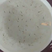 بچه ماهی گوپی وماهی گوپی