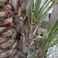 برحی|عمدهفروشی|شادگان, |دیوار