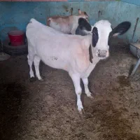گوساله ماده هلشتاین درجه یک