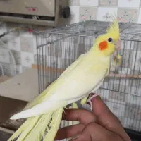 جوجه عروس هلندی دستی