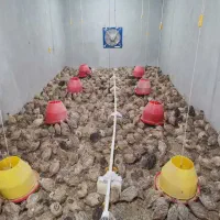 درآمدزایی با پرورش بلدرچین در منزل