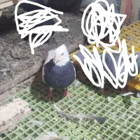 طوق سیاه کلایی ماده
