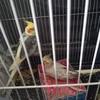 فروش