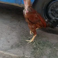 لاری