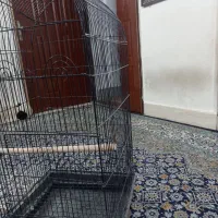 قفس