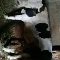 گوساله نر گوساله ماده سیمینتال