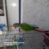 فروش گرینچیک زرین شهر