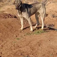 سگ ماده|سگ|نقده, |دیوار