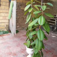 گل فیلتوس