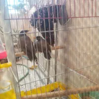 مرغ مینا