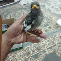 جوجه مرغ مینا  نر شاه تخم
