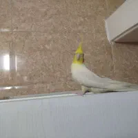 عروس هلندی
