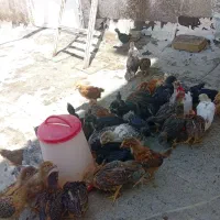 جوجه 70روزه