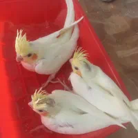 جوجه عروس هلندی